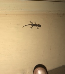 Hemidactylus mabouia