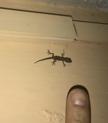Hemidactylus mabouia