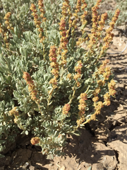 Atriplex corrugata