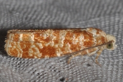 Retinia virginiana