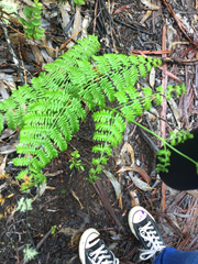 Pteridium aquilinum decompositum