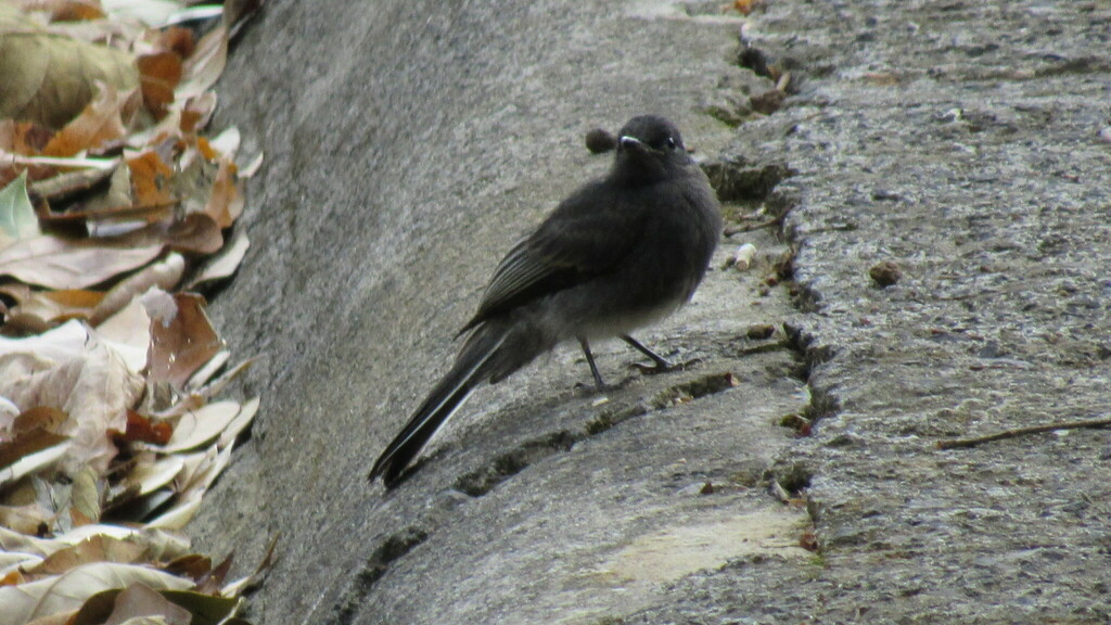 black-phoebe-from-xmjm-cxc-alajuela-province-la-garita-costa-rica-on
