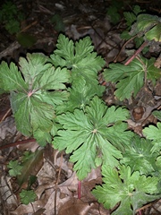 Geranium maculatum