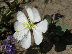 Oenothera cespitosa