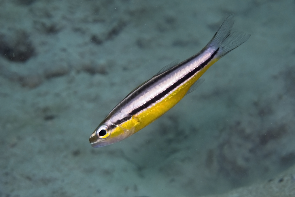 Yellowbelly Cardinalfish