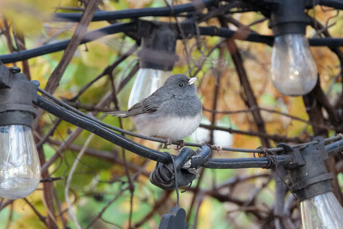 Dark-eyed Junco photographed in New York
