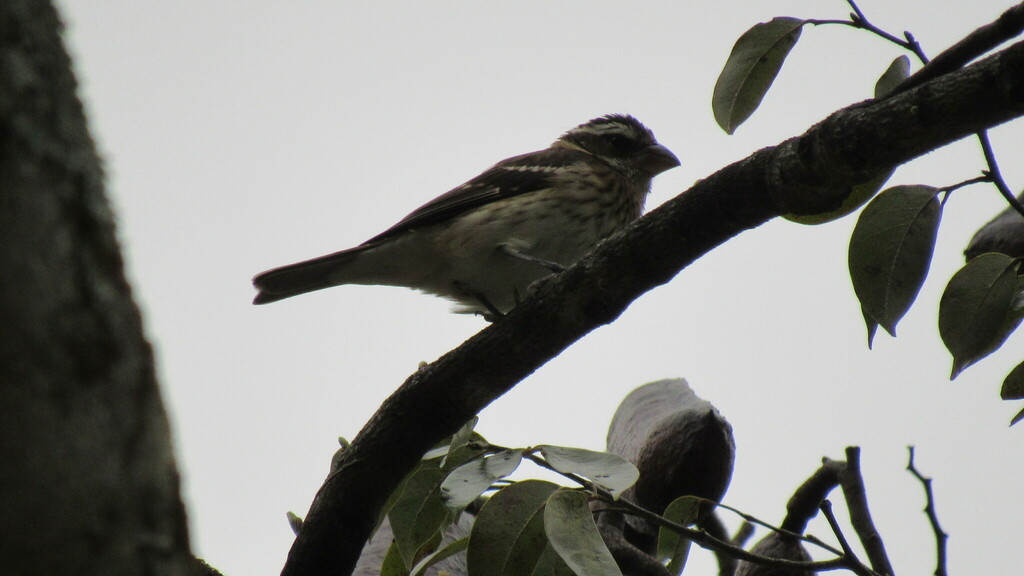rose-breasted-grosbeak-from-xmjm-cxc-alajuela-province-la-garita