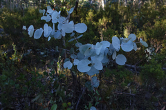 Eucalyptus rubida