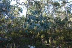 Eucalyptus rubida