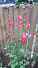 Salvia microphylla