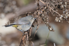 Virginia's Warbler photo 3