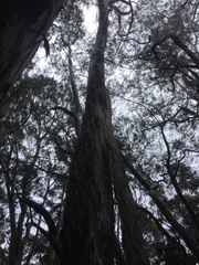 Eucalyptus amygdalina