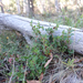 Platylobium montanum montanum - Photo (c) Wayne Martin, μερικά δικαιώματα διατηρούνται (CC BY-NC), uploaded by Wayne Martin