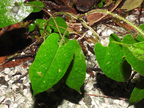 Gonolobus taylorianus, photograph 3