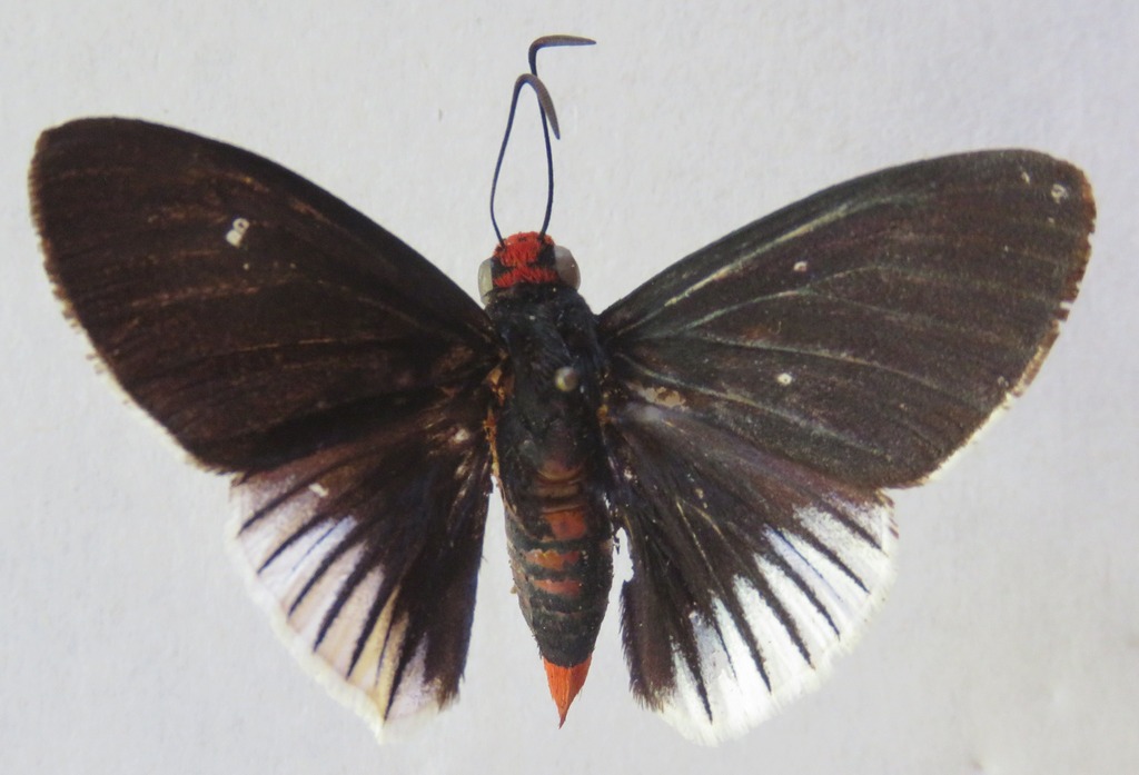 Aziza Firetip