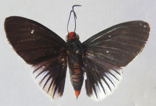 Aziza Firetip