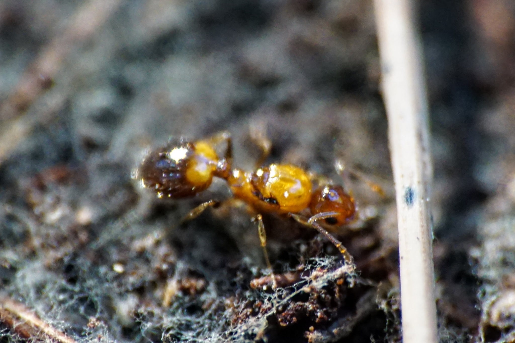 Temnothorax rogeri
