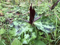 Trillium kurabayashii