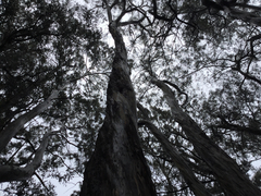 Eucalyptus amygdalina