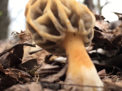 Morchella diminutiva