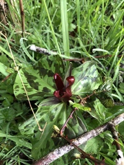 Trillium kurabayashii