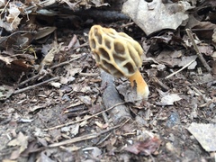 Morchella diminutiva