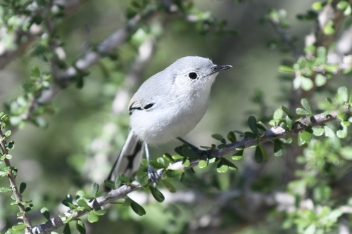 Cuban Gnatcatcher (Polioptila lembeyei), photo 5