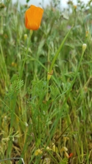 Eschscholzia lemmonii