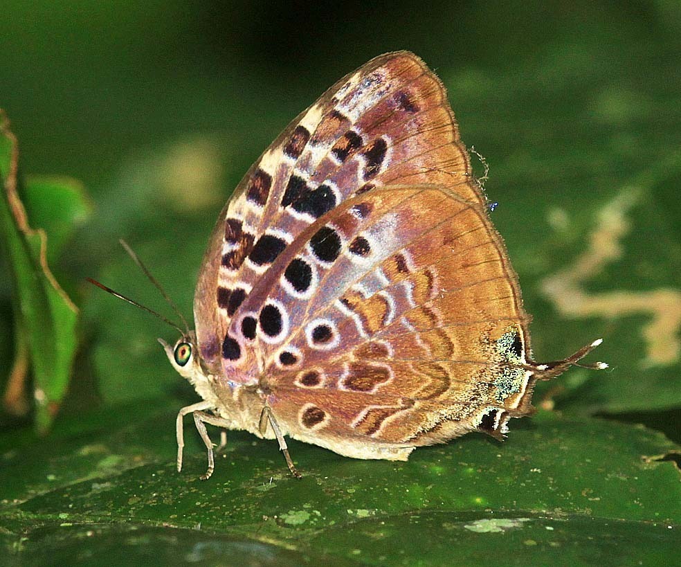 Magnificent Oakblue