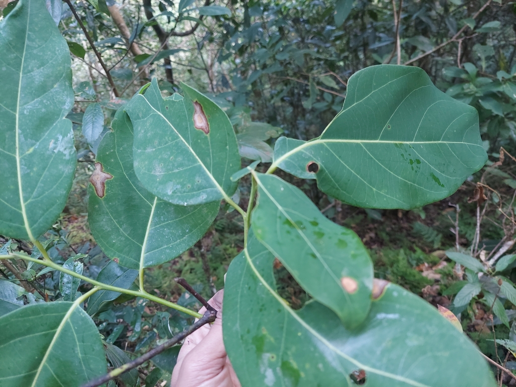 Cinnadenia paniculata (Cinnadenia paniculata)