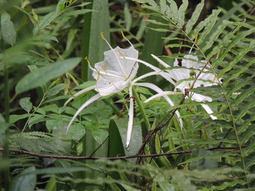 Image of Hymenocallis tridentata by (c) Patrick Jackson, some rights reserved (CC BY)