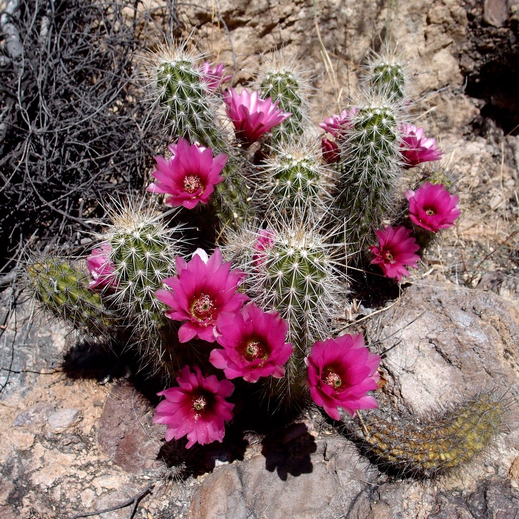 Echinocereus llanurensis