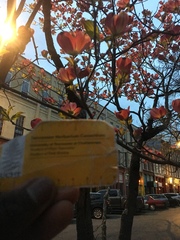 Cornus florida