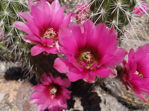 Echinocereus llanurensis
