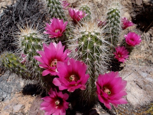 Echinocereus llanurensis
