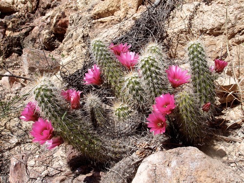 Echinocereus llanurensis