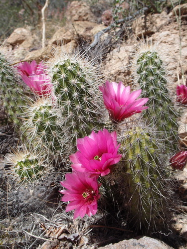 Echinocereus llanurensis