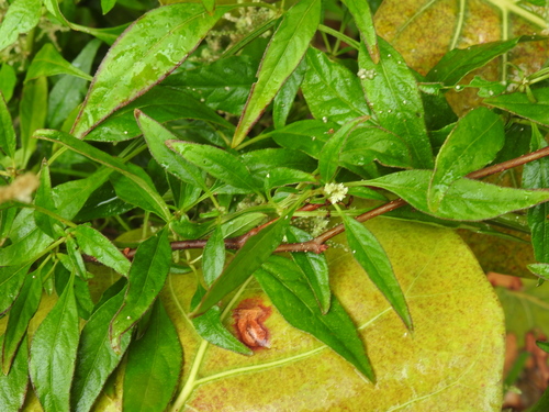 Image of Alternanthera flavescens by no rights reserved