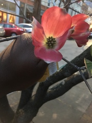 Cornus florida