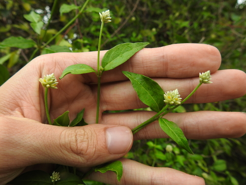 Image of Alternanthera flavescens by no rights reserved