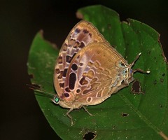 Arhopala anthelus