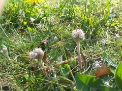 Antennaria neglecta