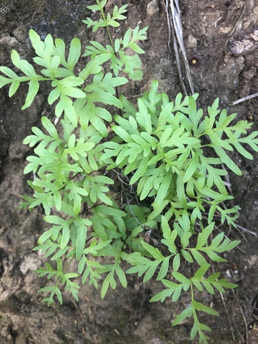Doryopteris takeuchii observed 2023-12-11