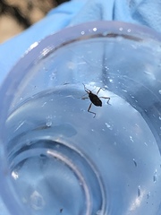 Gerromorpha