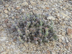 Grusonia aggeria