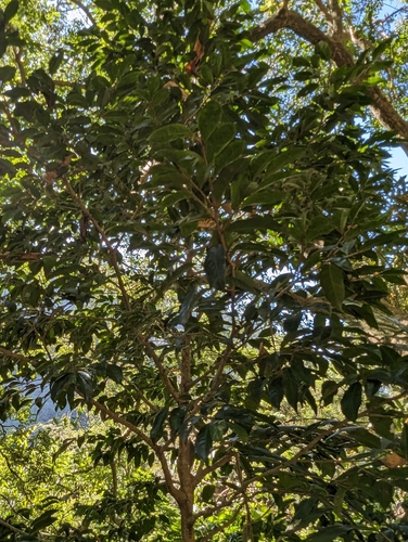 Drypetes indica, photograph 6