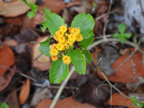 Image of Lantana depressa by no rights reserved