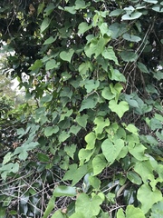 Ipomoea indica