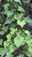 Ipomoea indica