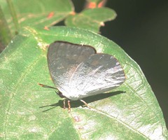 Curetis saronis